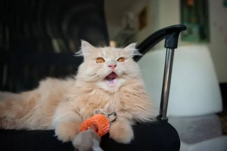 ADHD Symptoms in Cats