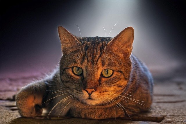 Abandoned Cat Behavior