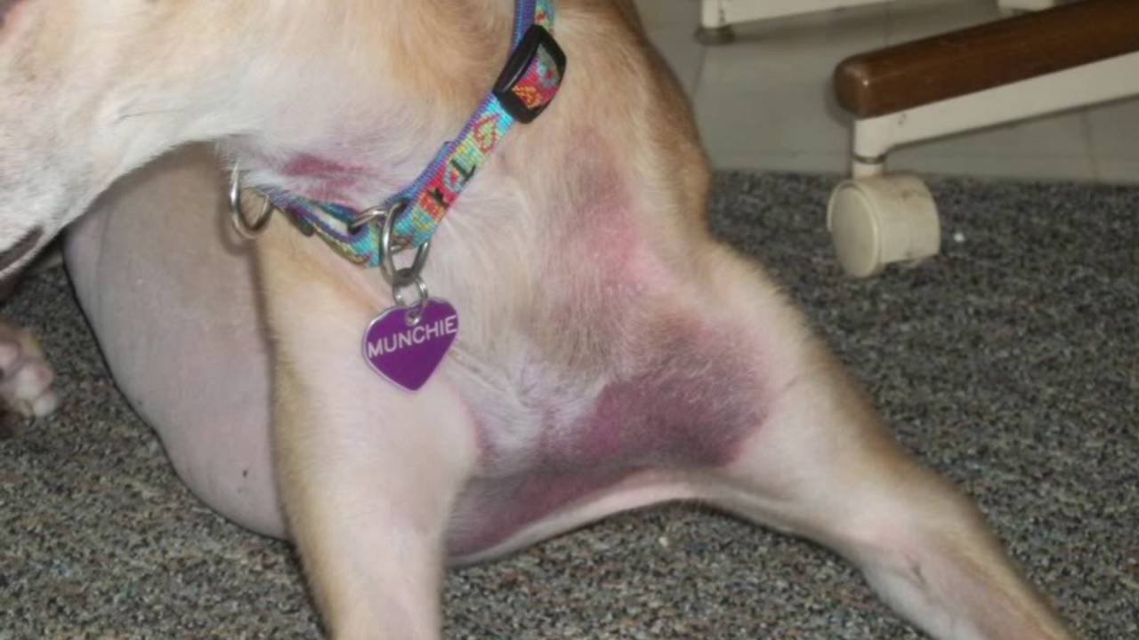 Bruise Look Like on a Dog