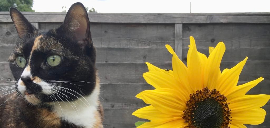 Can Cats Eat Sunflowers