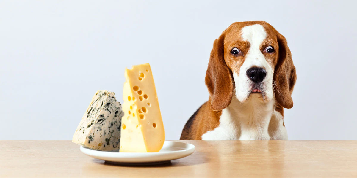 Can Dogs Safely Eat Cheese Crackers