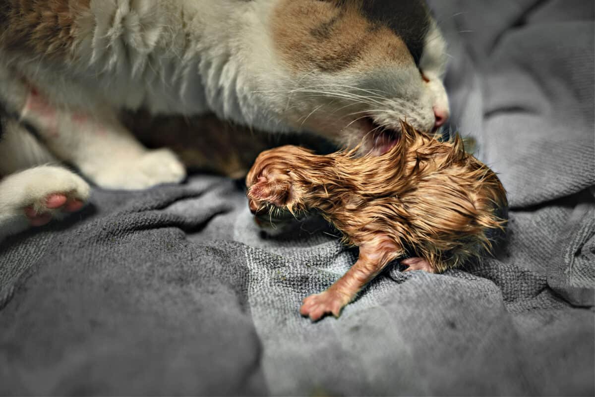 Cat Behavior After Giving Birth