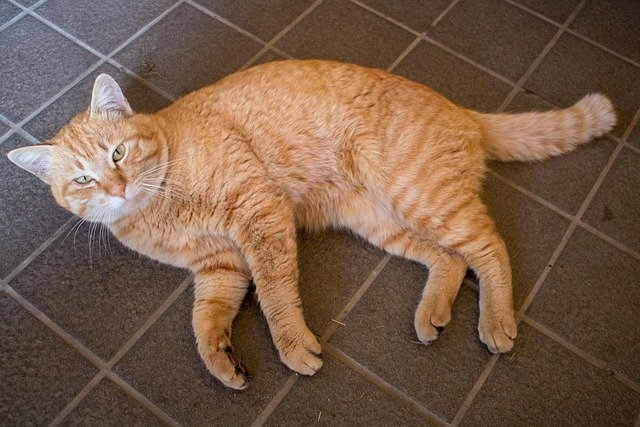 Cat's Transition in a New Home