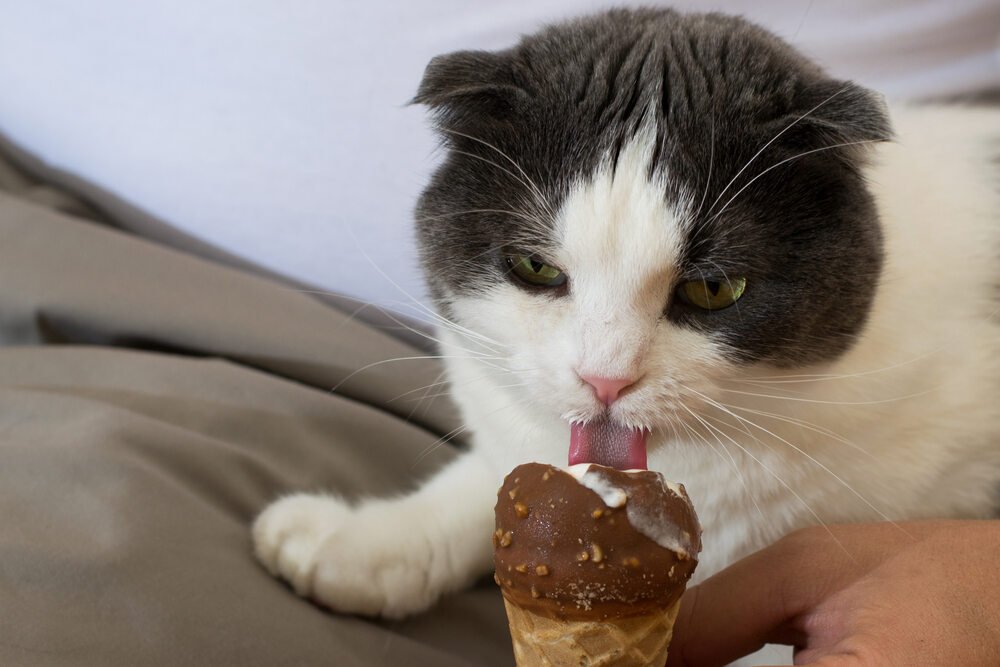 Chocolate Poisoning in Cats