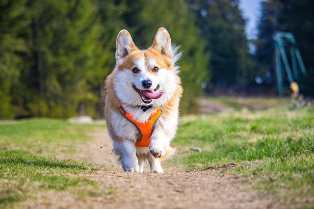 Common Health Issues in Corgis