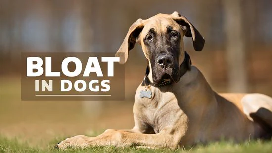 Dog Bloat Symptoms