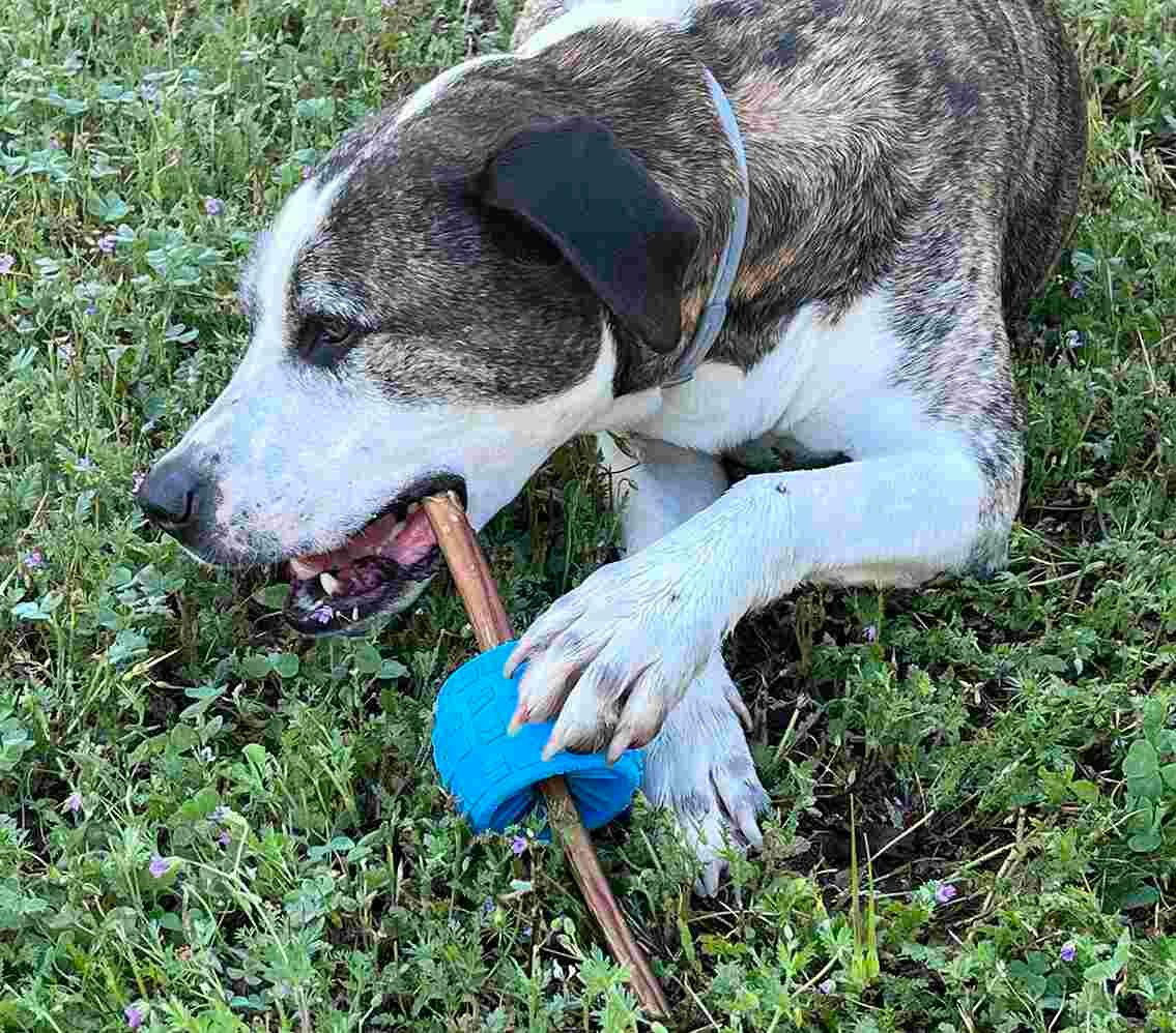 Dog Bully Sticks