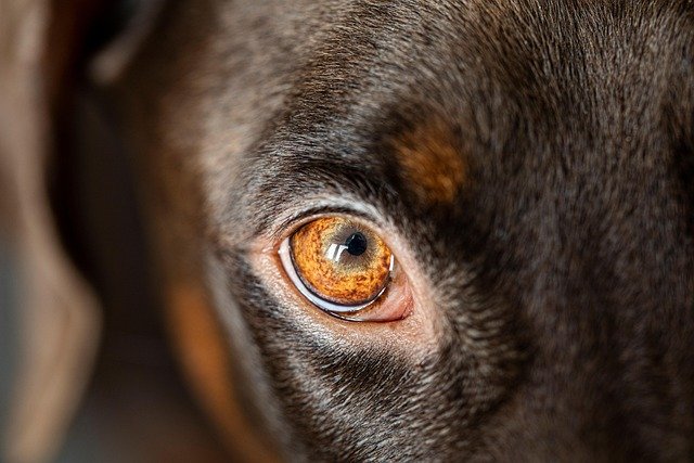 Dog Eye Infections