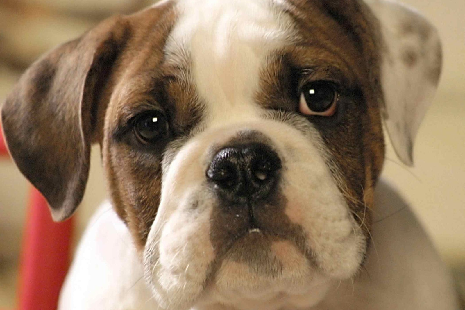 Dog’s Swollen Prostate