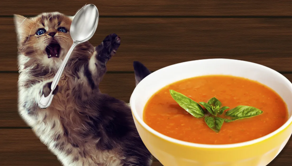 Guide to Feeding Cats Tomato Soup