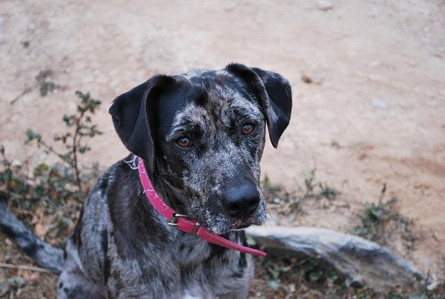 Health Issues in Catahoula Leopard Dogs
