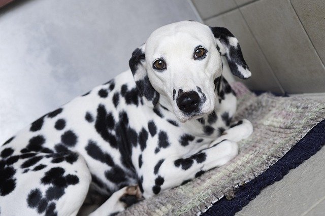 Health Issues in Dalmatians