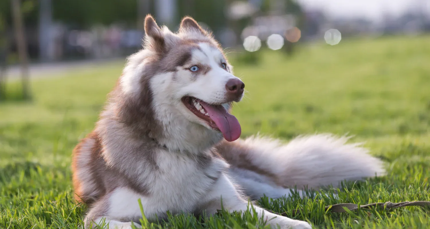 Home Remedies for Dog Breathe Difficulty