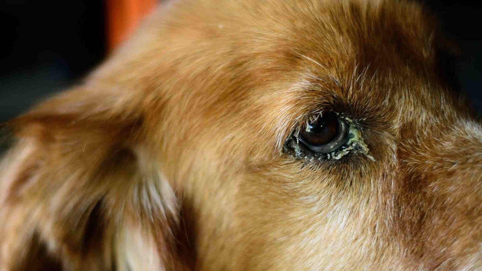 Home Remedies for Dog Conjunctivitis