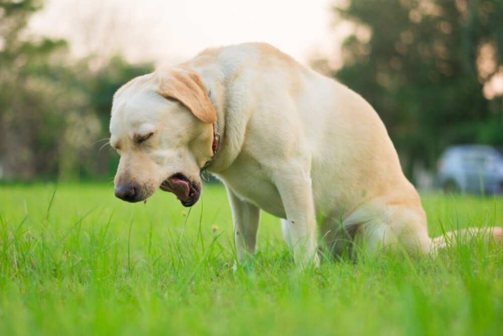 Home Remedies for Dog Vomiting Blood