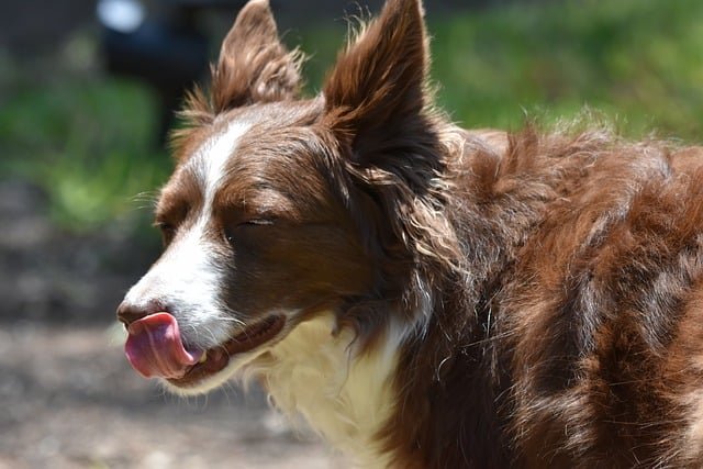Home Remedy for Dogs Licking Paws