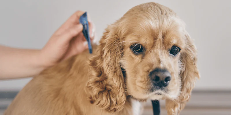 Home Remedy for a Dog with Mange