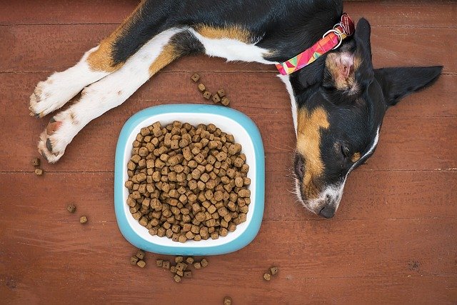 How Much Dog Food Your Dog Needs