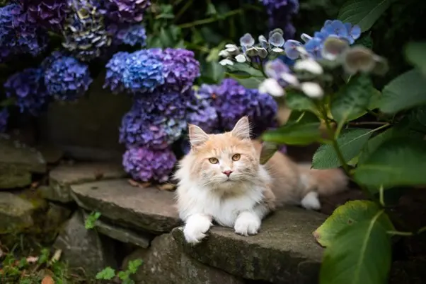 Hydrangeas and Cats