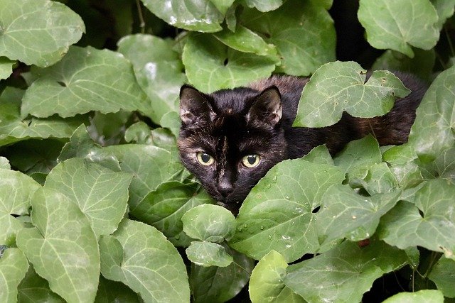 Keep Your Cat Safe from Toxic Flowers