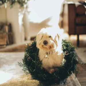 Keep Your Dog Safe from Holly Plants