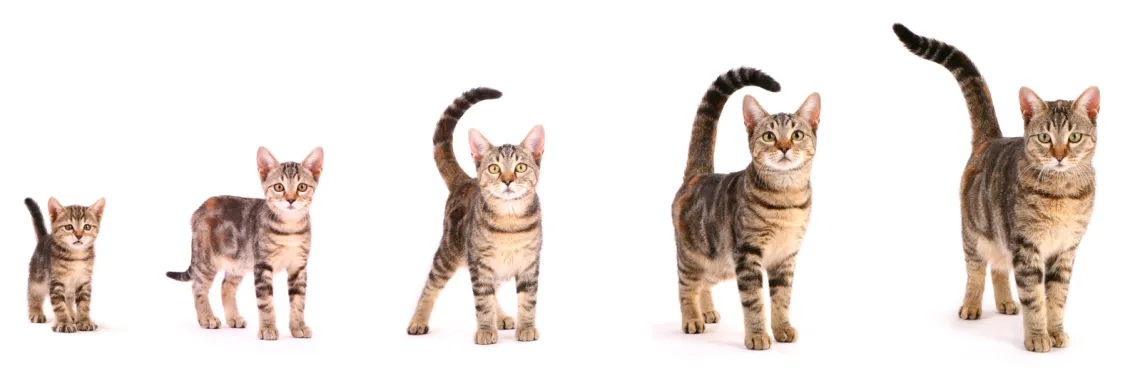 Life Stages of a Cat's Behavior