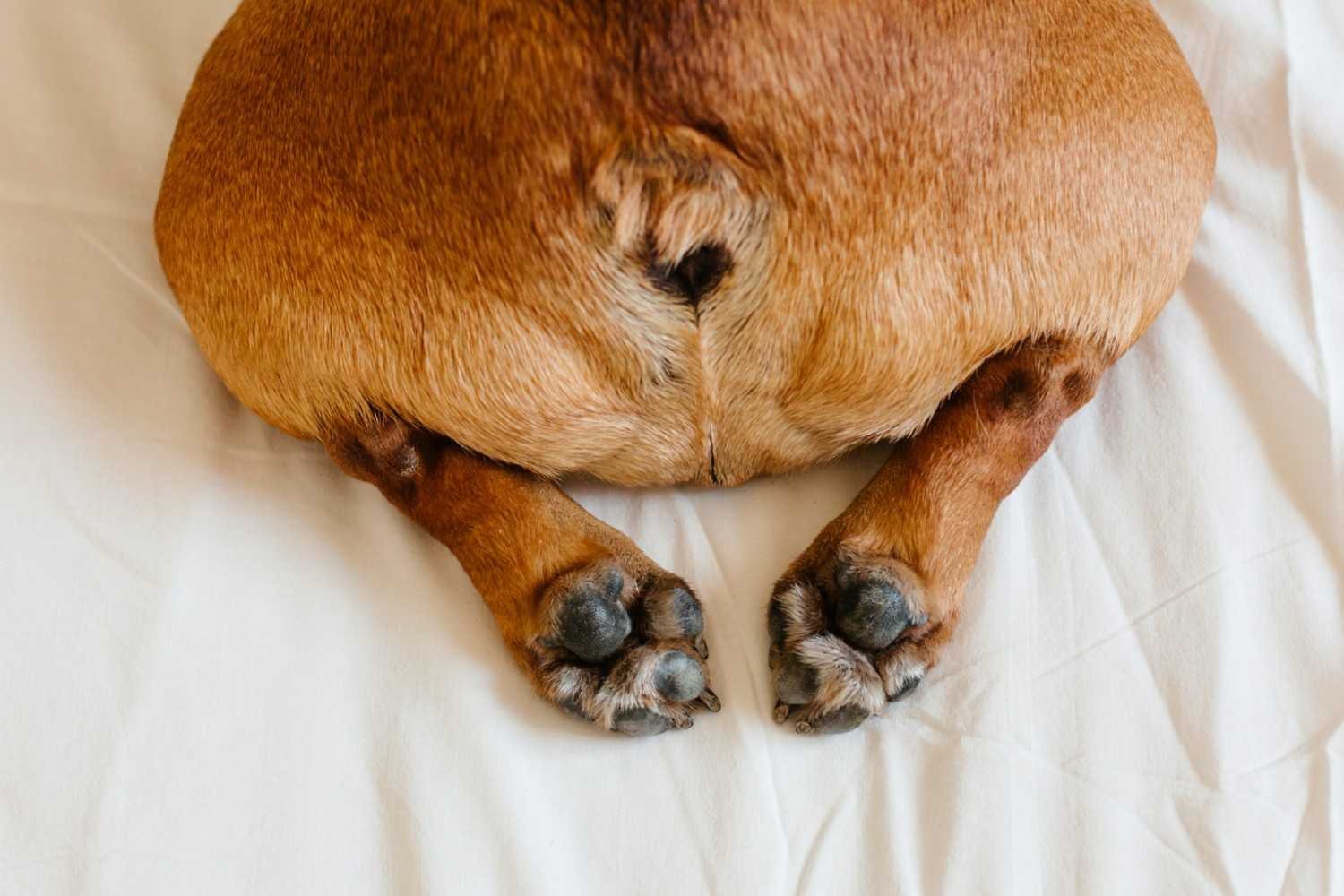 MyDogisBleedingFromtheAnu