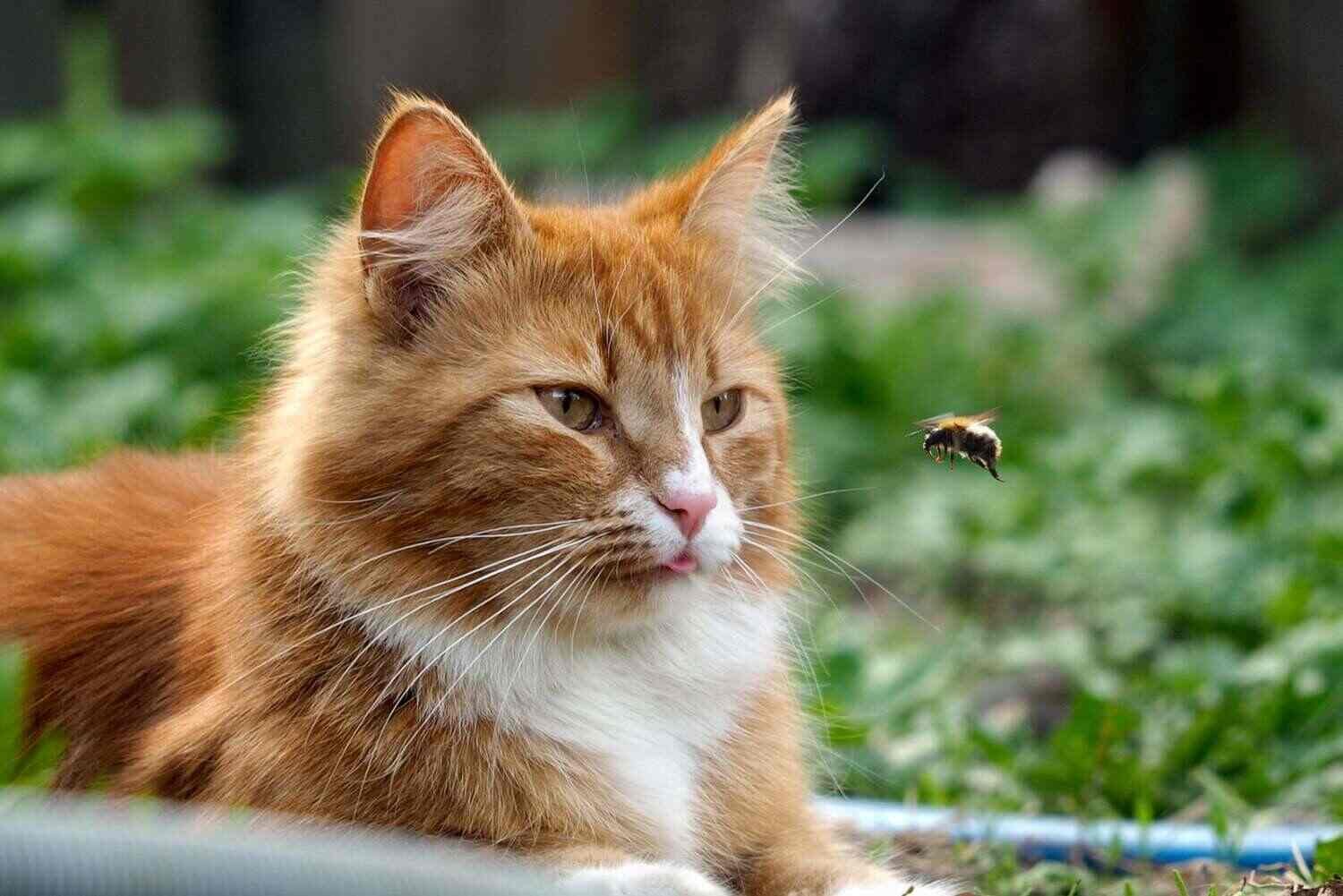 Prevent Bee Stings in Cats