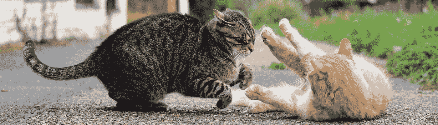 Prevent Fights Between Male and Female Cats