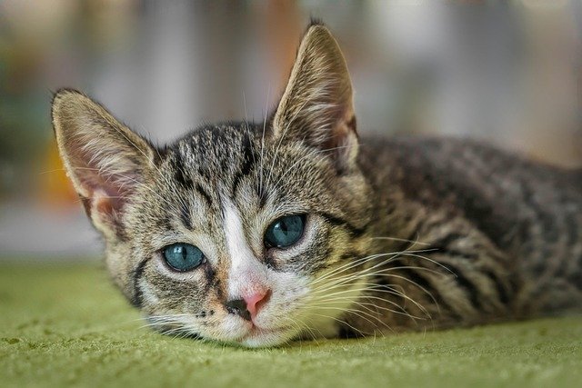 Treat Anemia in Cats