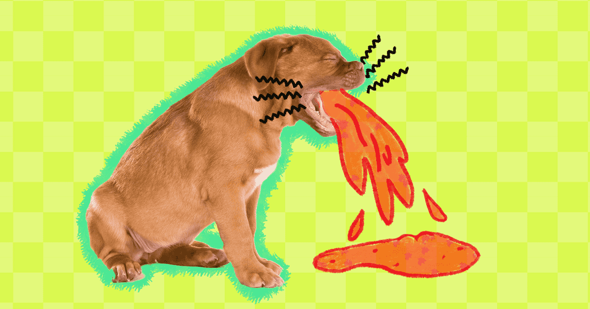 Treated Dogs That Vomit Blood