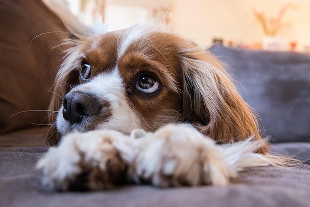 Treating Dog Wounds at Home