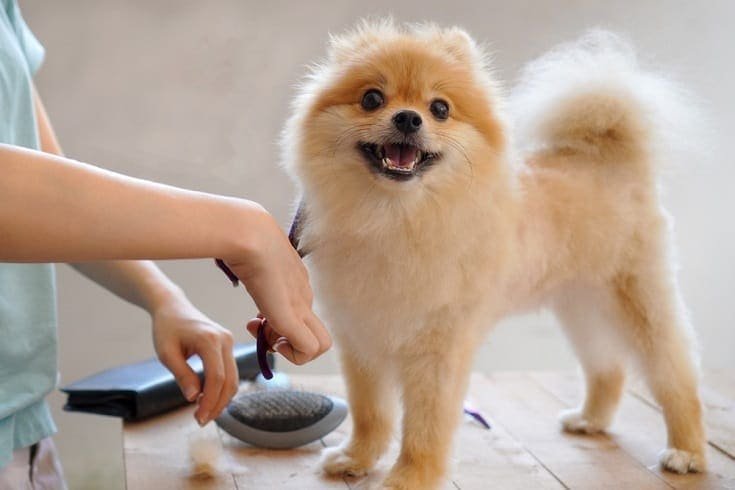 Trim a Pomeranian dog
