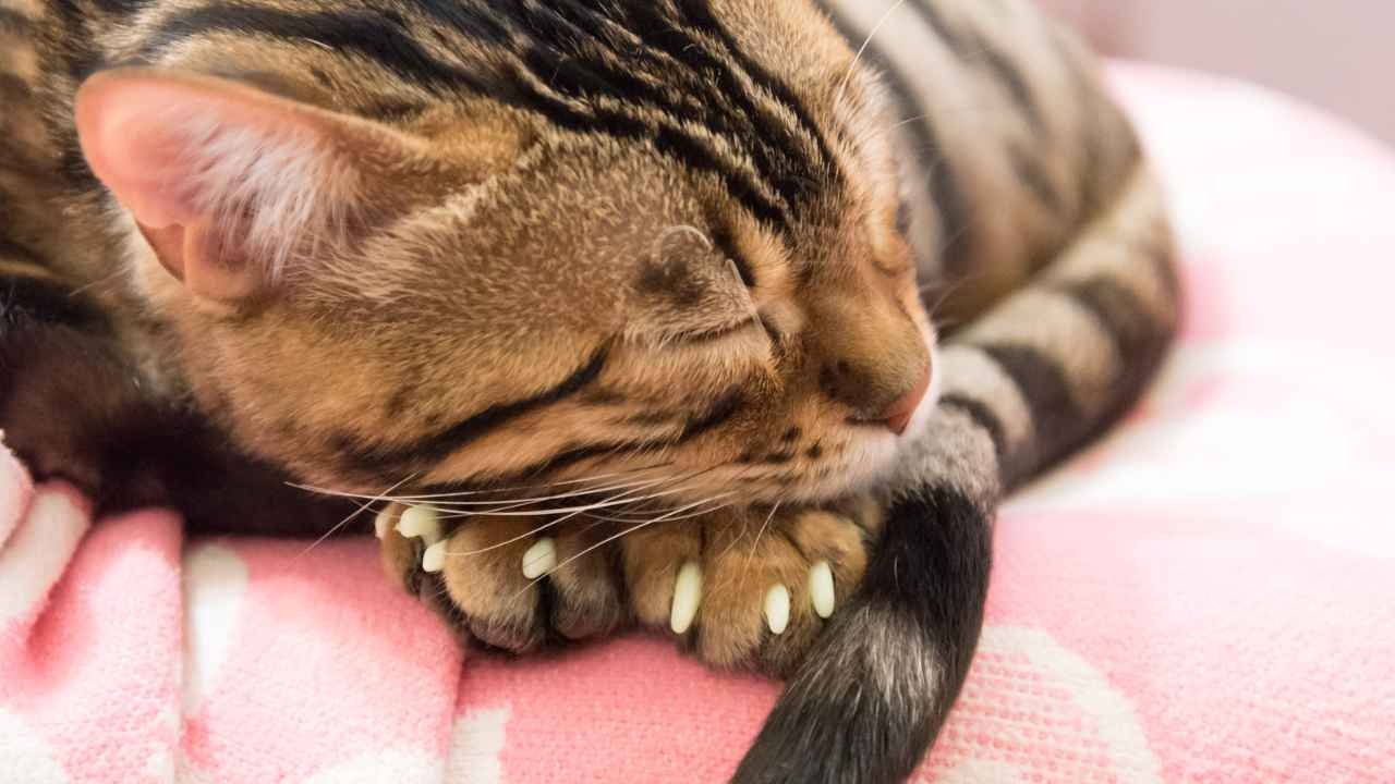 Use Claw Caps for Your Cat
