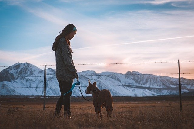 What Temperature Is Safe for Dogs to Walk