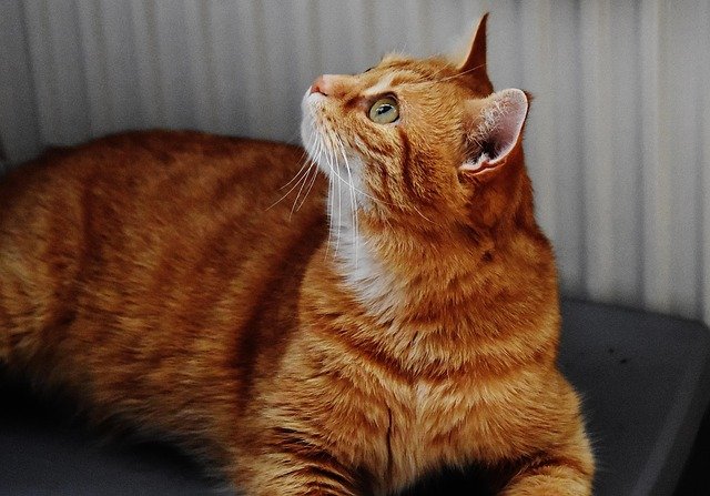 Why Are My Cat’s Eyes Red