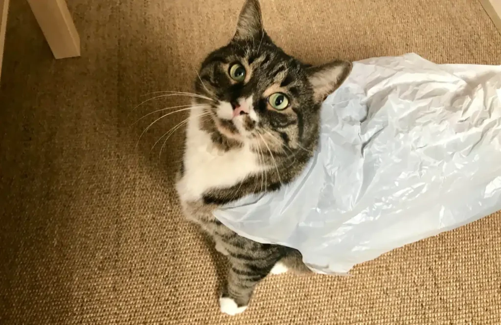 Why Cats Do Such Strange Things