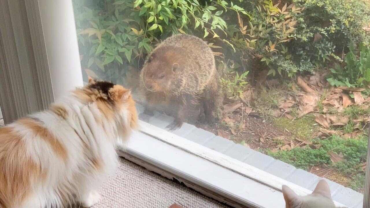 Will Groundhogs Eat Cat Food