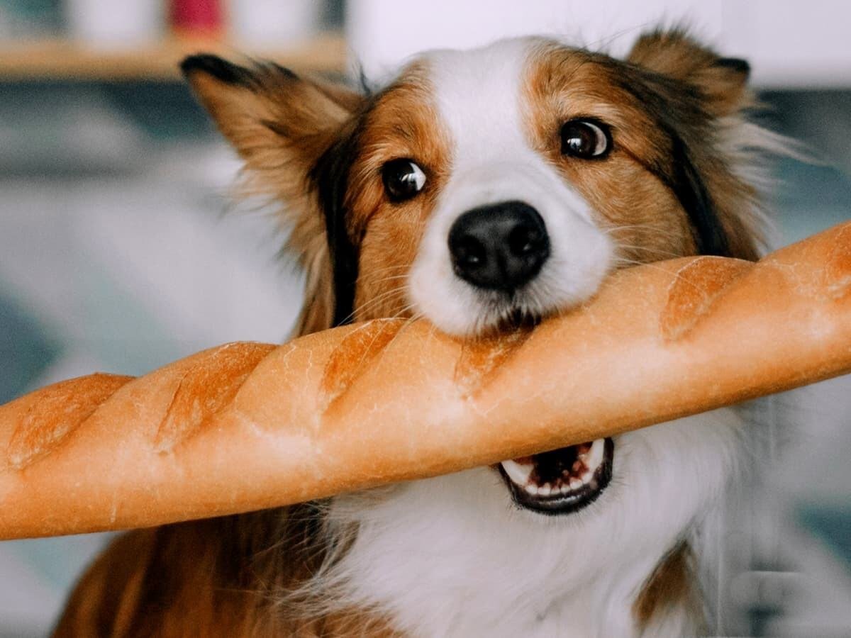 can dogs eat honey wheat bread