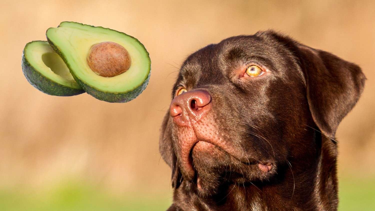 Are Avocados Bad for Dogs