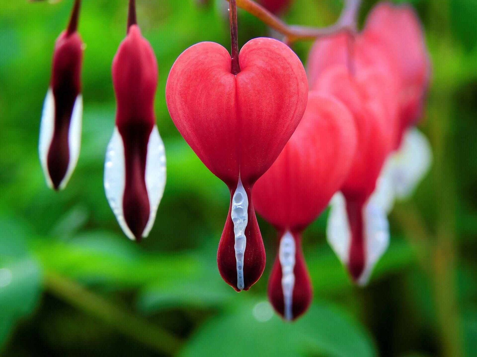 Are Bleeding Hearts Poisonous to Cats