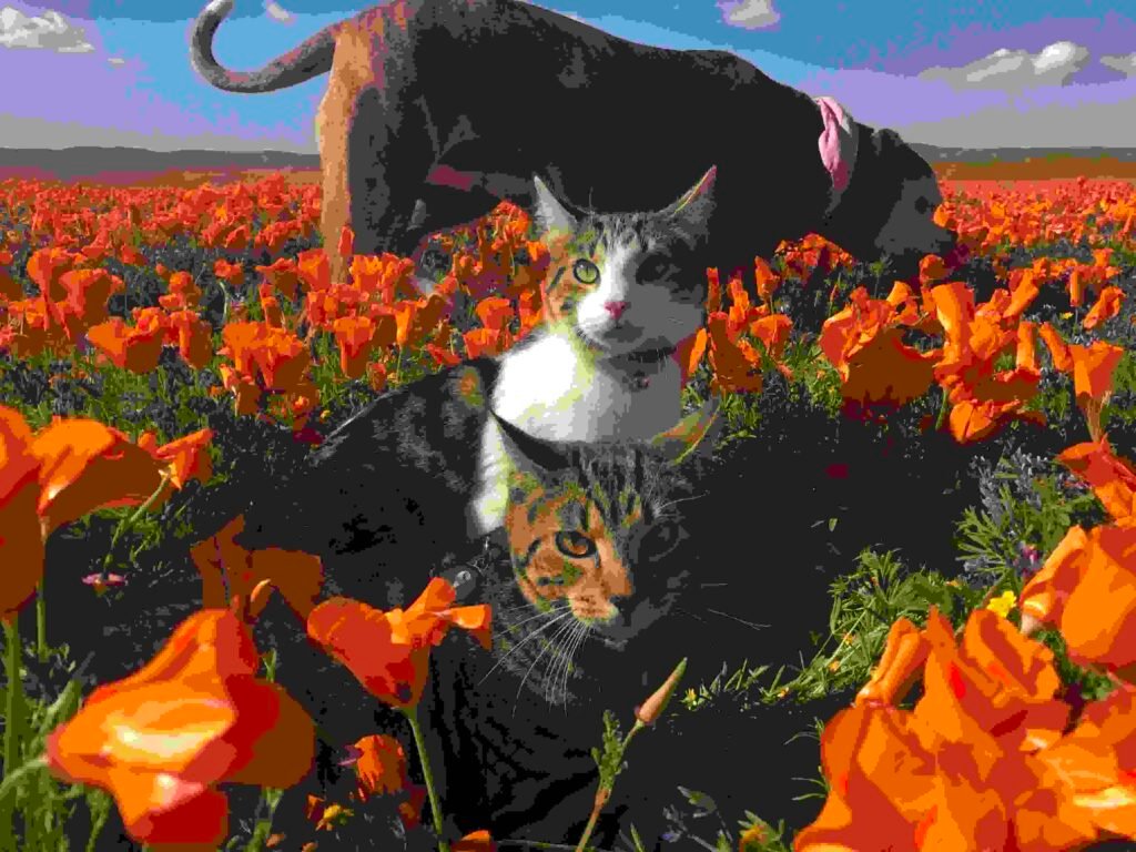 Are California Poppies Safe for Cats