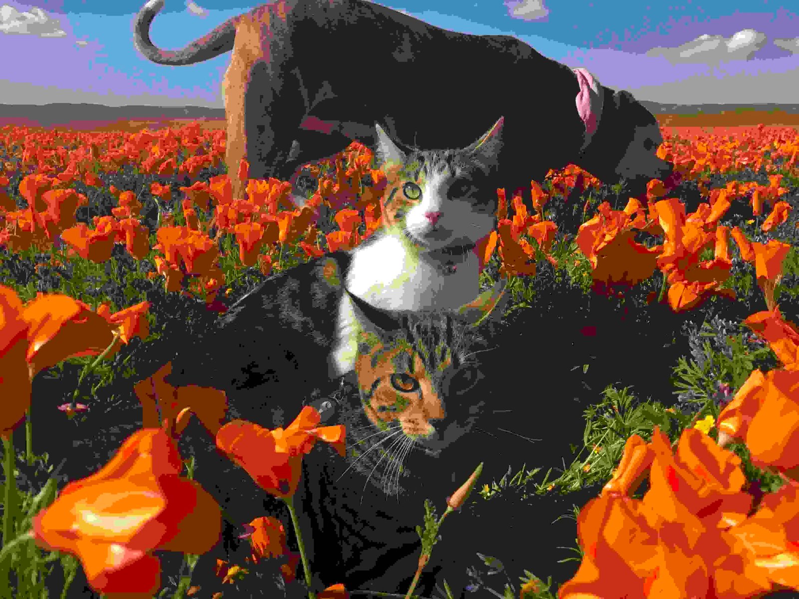 Are California Poppies Safe for Cats