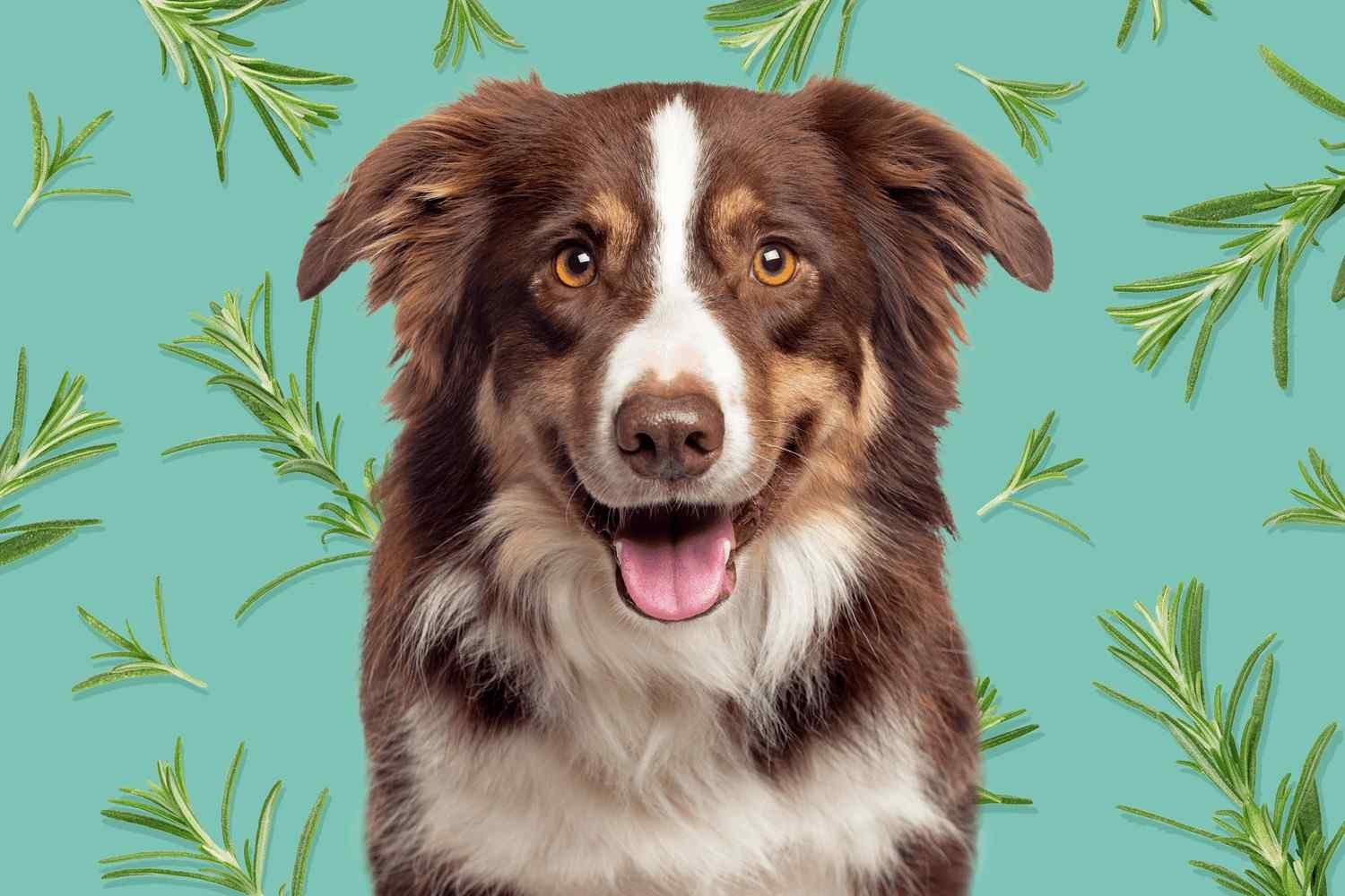 Are Rosemary Plants Safe for Dogs