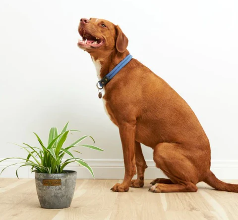 Are Spider Plants Dangerous for Dogs