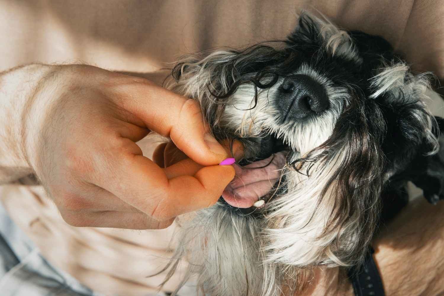 Benadryl Dosage Guidelines for a 50 lb Dog