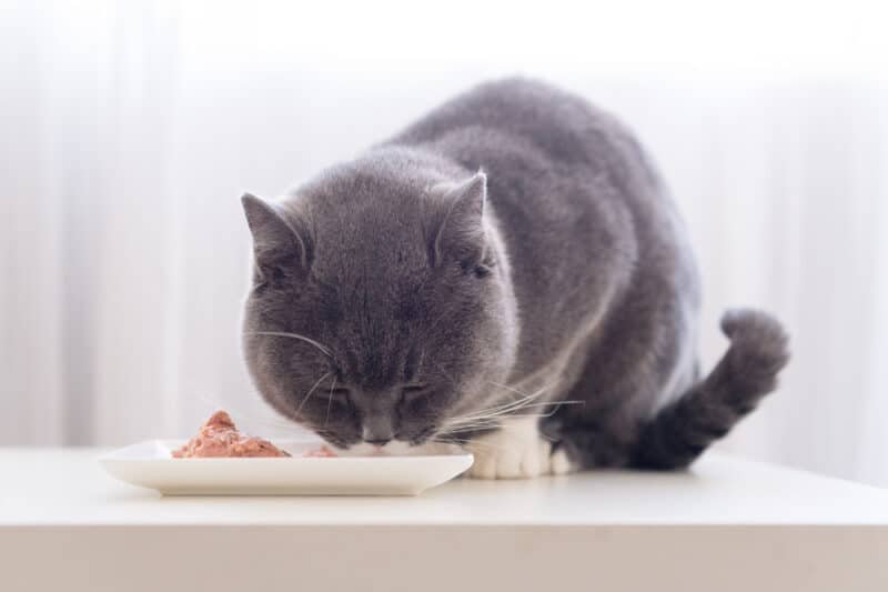 Can Cats Eat Mac