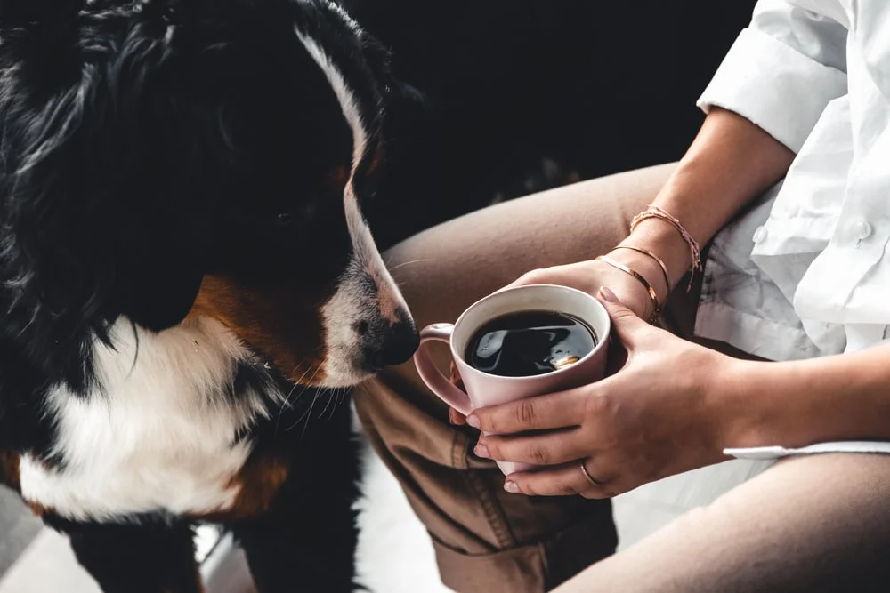 Can Dogs Safely Drink Coffee