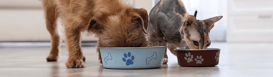 Can Dogs Safely Eat Dry Cat Food