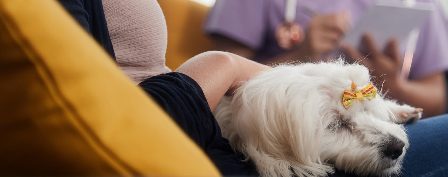 Can Humans Catch Parvo from Cats